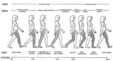 File:8 phases of gait cycle.png