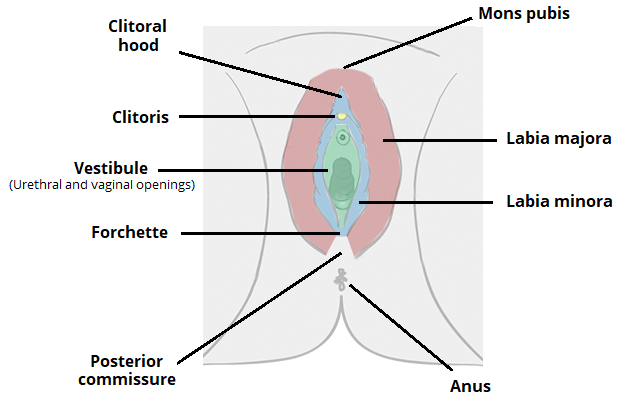 File:Anatomy-of-the-Vulva-Labia-Clitoris-Mons-Pubis.png