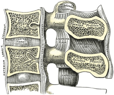Spinal column.jpg