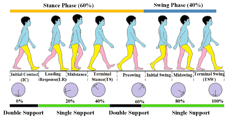 File:Phases of gait cycle.png