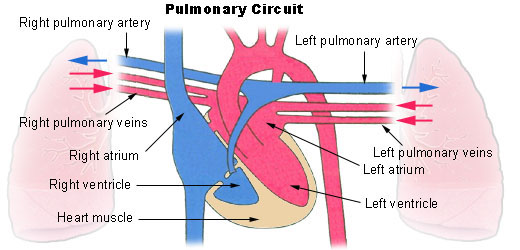 File:Pulmonary circuit.jpg