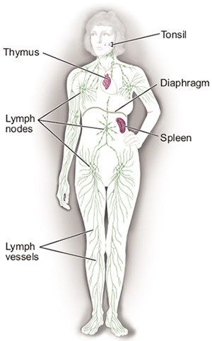 lymphatic detox