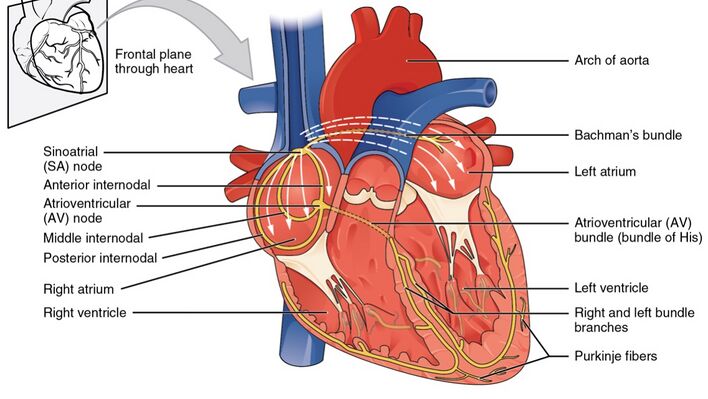 Σύστημα ηλεκτρικής αγωγιμότητας της καρδιάς