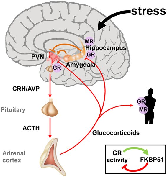 File:Hypothalamic-pituitary-adrenal axis.jpeg