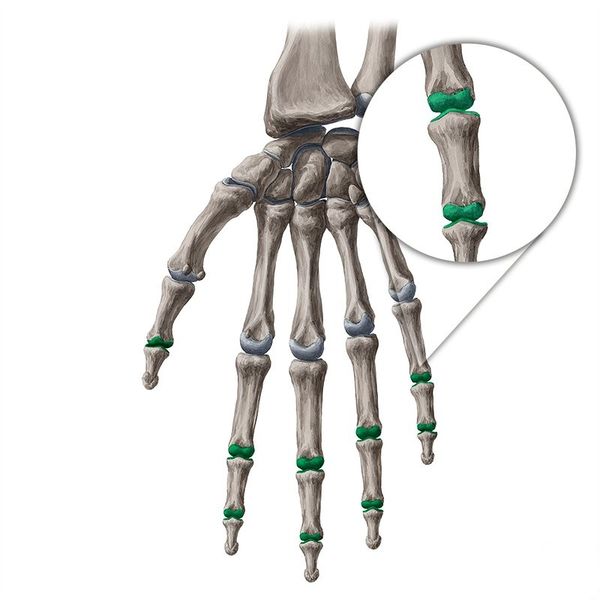 File:Interphalangeal joints of hand.jpg