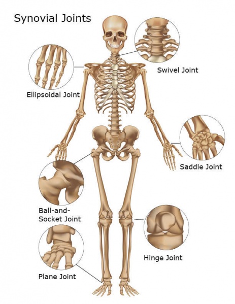 File:Joints-of-body.jpg