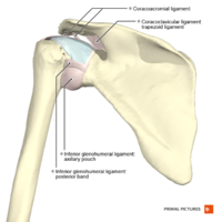 Ligaments of the shoulder posterior aspect Primal.png