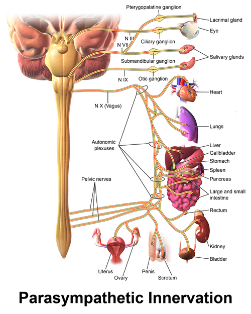 Vagus Nerve - Physiopedia