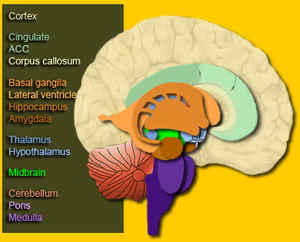 Cerebral Cortex - Physiopedia