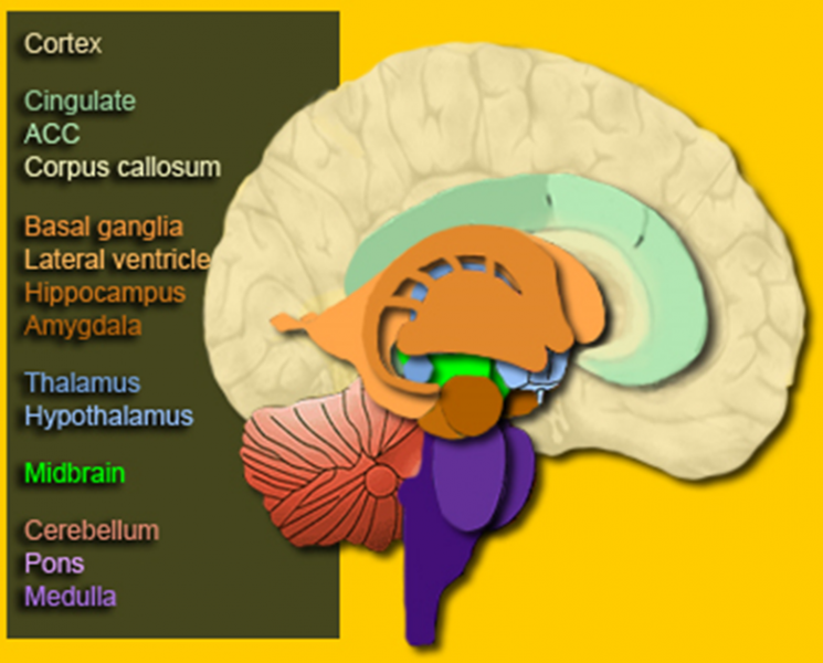 File:The brain 1.png