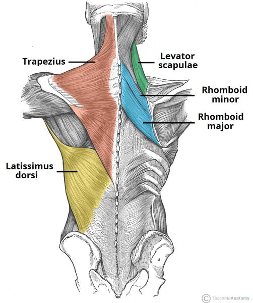 File:Superficial-Muscles-of-the-Back.jpg