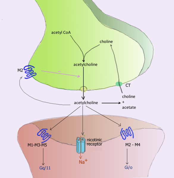 File:Acetylcholine synapse.png
