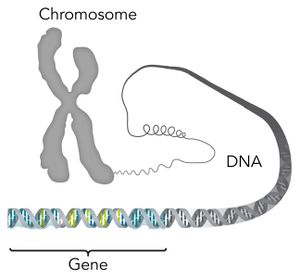 Chromosome-DNA-gene copy.jpg
