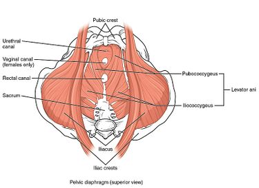 Anatomy of the Pelvic Girdle - Physiopedia