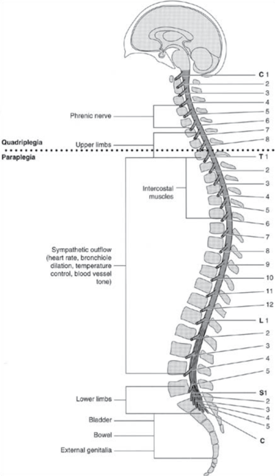 Spinal-cord-injury-symptoms.png