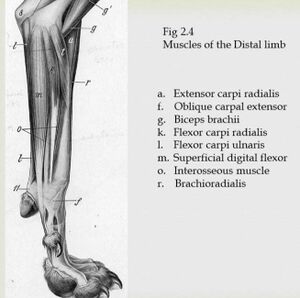 Canine distal limb muscles.jpeg