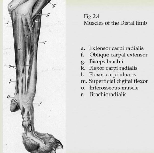 File:Canine distal limb muscles.jpeg