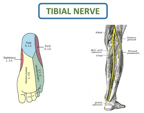 Course of the tibial nerve.jpg