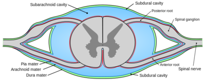 Cross section spinal cord.png