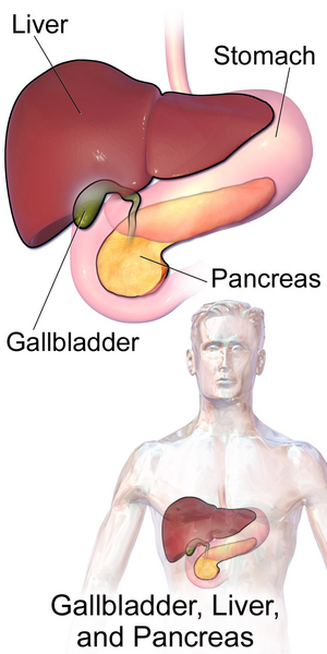 File:Gallbladder, Liver, and Pancreas.png