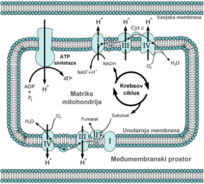 Mitochondrial electron transport chain (hrvatski).png