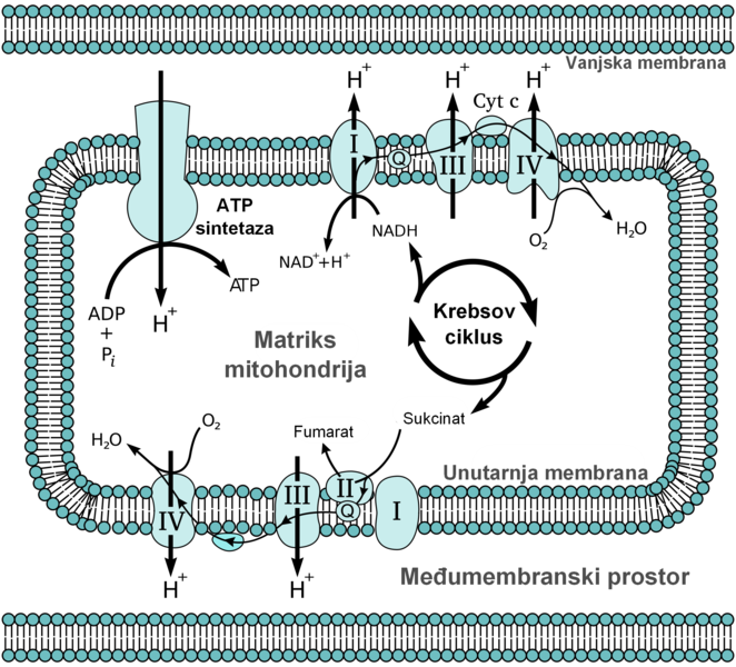 File:Mitochondrial electron transport chain (hrvatski).png