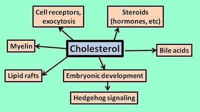 Cholesterolfunction.jpg