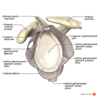 Illustration of SLAP II lesion Primal.png