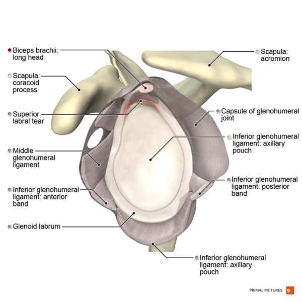 File:Illustration of SLAP II lesion Primal.png