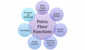 Pelvic Floor Functions.png