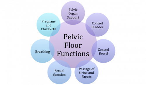Why is Pelvic Floor Training Important?