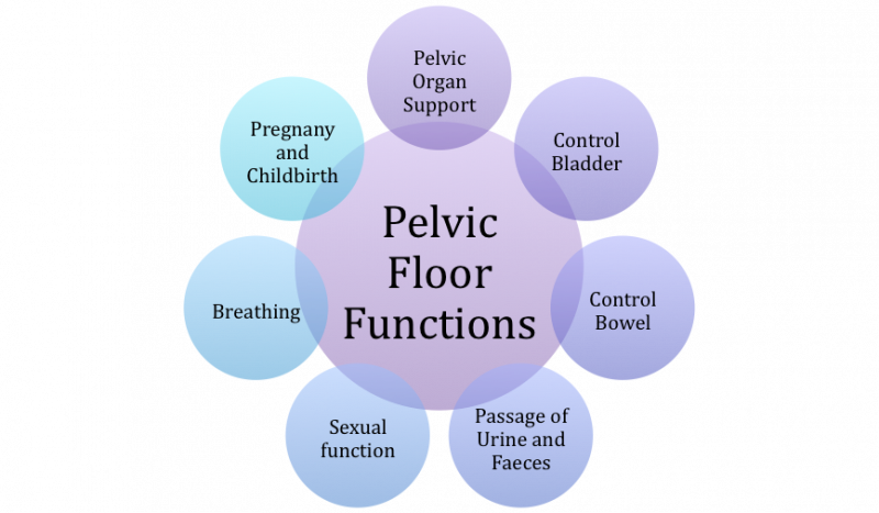 File:Pelvic Floor Functions.png