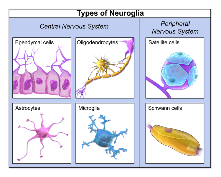 File:Types of Neuroglia.png