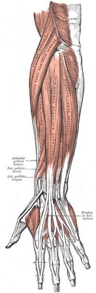 File:Grays anatomy ECRL image.jpg
