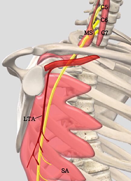 File:Long thoracic nerve 1.jpg
