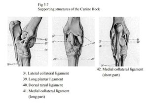 Supporting structures of canine hock.jpeg