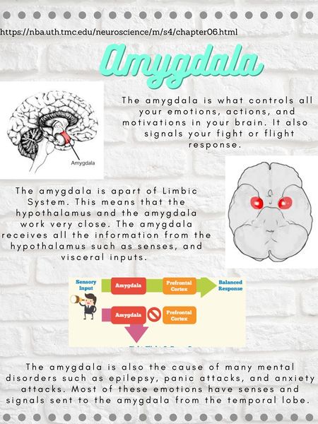 File:Amygdala - How Emotions Happen.jpg