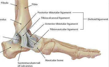 An introduction to anterior crutiate ligament injuries