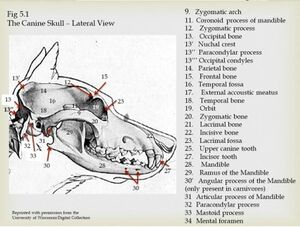 Cranial skull- canine (lateral view).jpeg