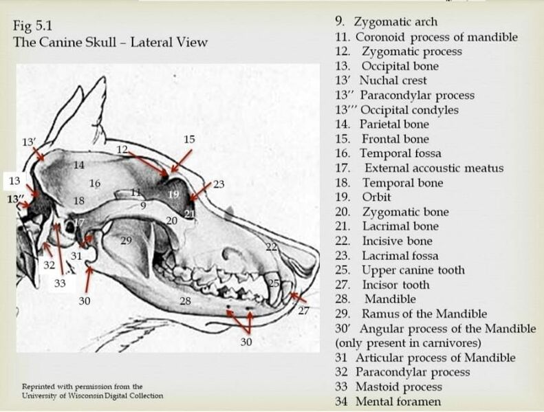File:Cranial skull- canine (lateral view).jpeg