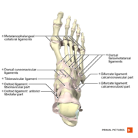 Ligaments of the foot dorsal aspect Primal.png