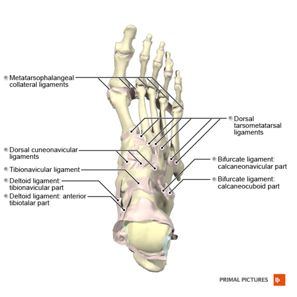 File:Ligaments of the foot dorsal aspect Primal.png