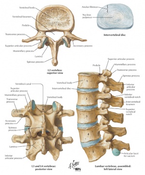Frontiers - Load Distribution in the Lumbar Spine During Modeled  Compression Depends on Lordosis - Bioengineering and Biotechnology