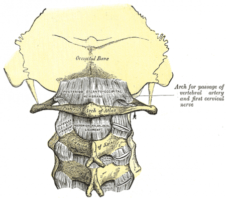 Posterior atlanto-occipital ligament - Physiopedia