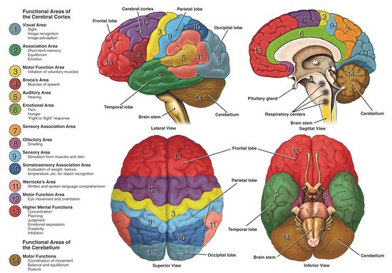 Brain function related to anatomy.jpg