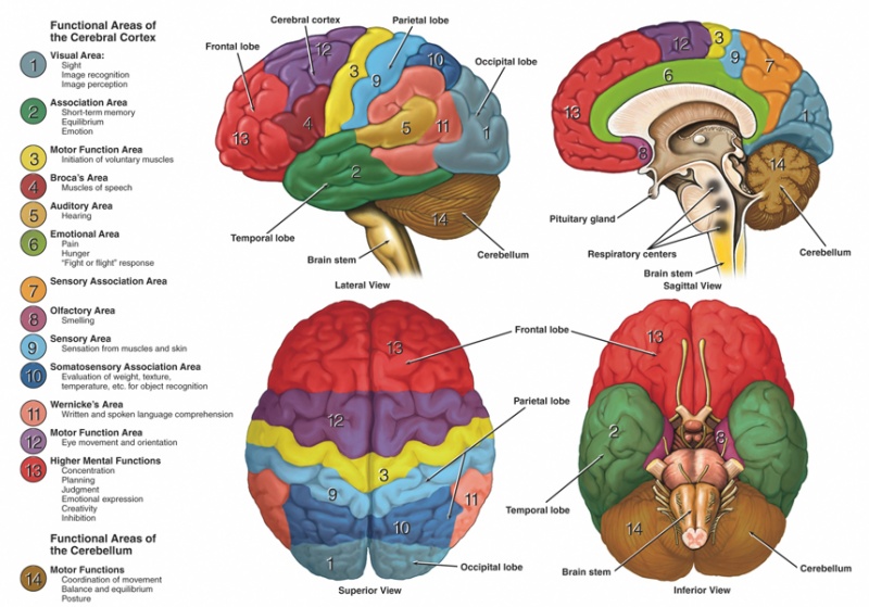 File:Brain function related to anatomy.jpg