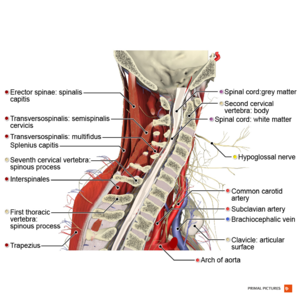 https://www.physio-pedia.com/images/thumb/0/09/Sagittal_section_of_the_cervical_spine_Primal.png/300px-Sagittal_section_of_the_cervical_spine_Primal.png