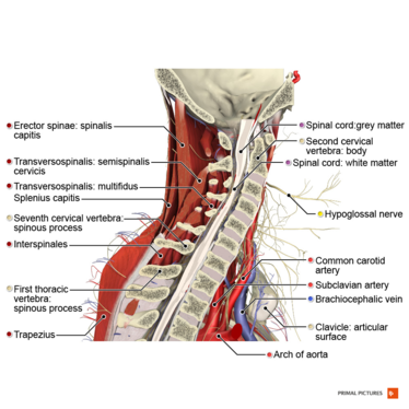 Sagittal section of the cervical spine Primal.png