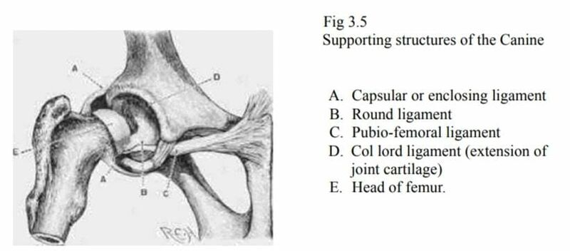 File:Supporting structures of canine pelvic limb.jpeg