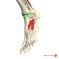 Capsule of ankle joint Primal.png